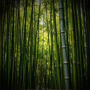 Bambu